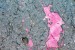 růžováček